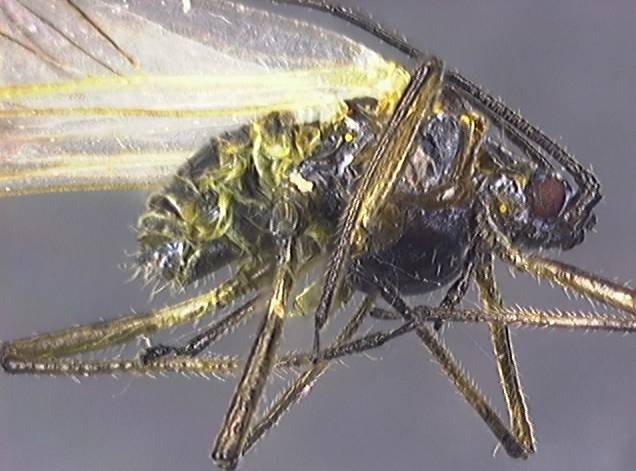 Aphididae